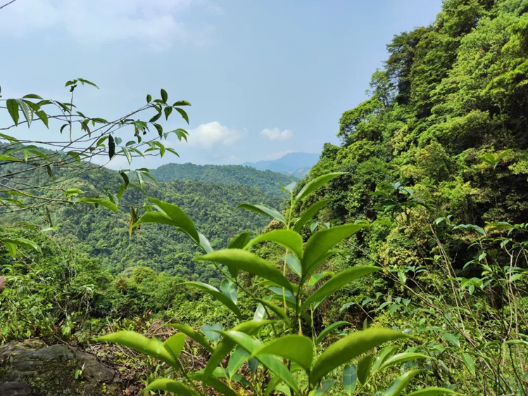 探秘!鹿寨有个450亩云端茶园9.png